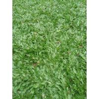 ราคา ชุดหญ้าไทเปปลูก​10​ ตารางเมตร (13251968402)