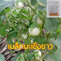 ราคา เมล็ดมะเขือขาว มะเขือขาว [250 เมล็ด] ## มะเขือ มะเขือเปราะ มะเขือเปาะ เมล็ดมะเขือ เมล็ดพันธุ์ผัก ผักสวนครัว (42422777111)