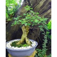 ราคา บอนไซหมากเล็กหมากน้อย (12210437298)