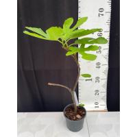 ราคา มะเดื่อฝรั่ง Fig พันธุ์ Conadria ต้นใหญ่ (25514961303)