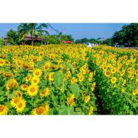 ราคา เมล็ดทานตะวันชมดอก ซองละ 29บาท 25 เมล็ด ต้นสูง2เมตร ดอกใหญ่สวยงาม (22238987438)