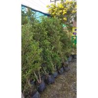 ราคา ไทรเกาหลีเกรดพรีเมี่ยมสูง100++เซน (22830054626)