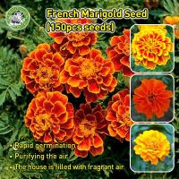 ราคา ปลูกง่าย/CODเมล็ดพันธุ์ ดาวเรือง ฝรั่งเศส สปาร์คกี้คละสี Sparky French Marigold Mix seed เมล็ดพันธุ์แท้ นำเข้าต่างประเทศ (24643271595)