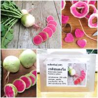 ราคา เมล็ดพันธุ์ แรดิชแตงโม Watermelon Radish Seed บรรจุ 100 เมล็ด คุณภาพดี ราคาถูก ของแท้ 100% (2346339932)