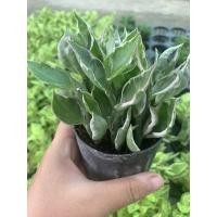 ราคา ต้นกวักเงิน ไม้มงคลเรียกทรัพย์ กำลังนิยม กวักเงิน (13906148958)