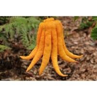 ราคา ต้นส้มมือ หรือ ส้มโอมือ Citrus medica var. sarcodactylus ที่นำมาใช้ทำเป็นยาดม เรียกกันว่า 'ยาดมส้มโอมือ' (3281773010)