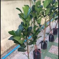 ราคา ต้นขนุนเพชรราชา ความสูง 60-80 Cm. (7323457138)