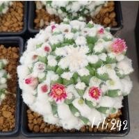 ราคา Mammillaria bucareliensis 'Erusamu' แมมปุยหิมะ “อิรุซามุ” แคคตัส กระบองเพชร (16486767495)