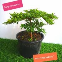 ราคา หูกระจงแคระ ต้นหูกระจงแคระ ต้นแผ่บารมี (2797285717)