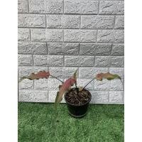 ราคา บอนสีดาบฟ้าฟื้นบอนเก่า (12867701850)