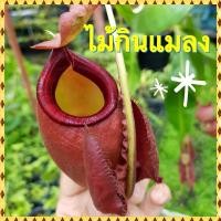 ราคา ต้นหม้อข้าวหม้อแกงลิง ต้นไม้กินแมลง (20570830867)