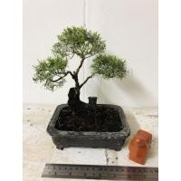 ราคา บอนไซสนทราย ต้นสนทรายกระถางดินเผาญี่ปุ่นแท้ (16708699325)