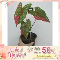 ราคา บอนสี นางไหม กระถาง5นิ้ว ต้นสูง20cm (16924839245)
