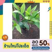 ราคา ชมพู่ทับทิมจันทร์ เป็นกิ่งตอน (21841540739)