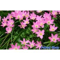 ราคา บัวดิน สีชมพู ว่านแสนพันล้อม โรเซียRosea บัวดินชมพูดอกเล็ก ขุดสด 10หัว (21940481869)