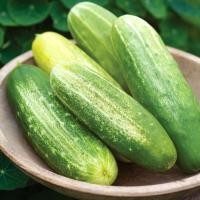 ราคา 30 เมล็ด เมล็ดพันธุ์ แตงกวา แตงขี้ไก่ แตงปี แตงร้าน Non-GMO Cucumber สายพันธุ์ Spacemaster (41572873526)