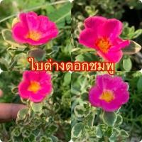 ราคา คุณนายตื่นสายใบด่างดอกสีชมพู 10 กิ่ง 30฿ (26927062419)