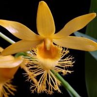 ราคา Dendrobium brymerianum กล้วยไม้ เอื้องคำฝอยอินเดีย ดอกหอมมาก (19729937239)