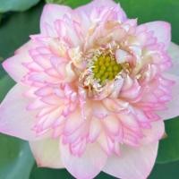 ราคา 5 เมล็ดพันธุ์ บัว สายพันธุ์ PRETTY BOYS AND GIRLS LOTUS สีชมพู (22371441210)