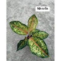 ราคา ต้น10กะรัต(อโกลนีมา)ส่งพร้อมกระถาง (49750002655)