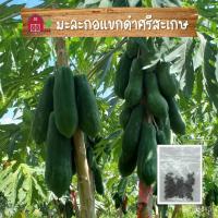 ราคา เมล็ดพันธุ์คุณภาพสูงในสต็อกในประเทศไทยมะละกอ มะละกอแขกดำ มะละกอแขกดำศรีสะเกษ เมล็ดอวบอ้วนมะละกอ เมล็ดอวบอ้วนมะละกอแขกดำ (20252308355)