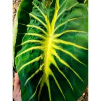 ราคา Colocasia Nancy's revengeตัดใบส่ง (12981211125)