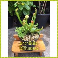 ราคา ต้นซาราชีเนีย ต้นไม้กินแมลง ต้นหม้อข้าวหม้อแกงลิง (9056387454)