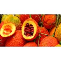 ราคา ต้นพันธุ์ ฟักข้าว ถุงดำพร้อมปลูก 39บาท ฟักข้าว ไม้ที่ปลูกง่าย Gac fruit (26858417752)