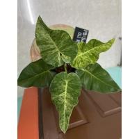 ราคา ฟิโลเดนดรอนหูช้างด่าง หูช้างด่าง (5193334530)