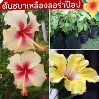 ราคา ชบา ต้นชบา ลอรา่ป๊อปสี่เหลือง ต้นกล้าชบา #ต้นชบา ไม้ดอกไม้ประดับ (17692896177)