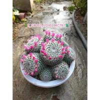 ราคา แมมแม่เฒ่าฟอร์มกอ Mammillaria hahniana (5968129715)