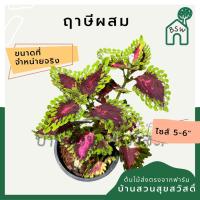 ราคา ฤาษีผสม กระถาง 5-6 นิ้ว ต้นฤาษีผสม เป็นไม้แดด ไม้ด่างสวย ใบสีสันสดใส (17278426215)