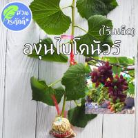 ราคา องุ่นไบโคนัวร์ ไร้เมล็ด (กิ่งตอนตอป่าติดตา) พันธุ์แท้100% (15045802458)