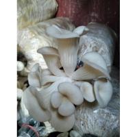 ราคา ก้อนเชื้อเห็ดนางฟ้านางรม (19092777717)