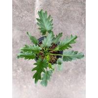 ราคา ต้นซานาดู ไม้ฟอกอากาศ ปลูกในห้องนอนได้ (6434312031)