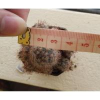 ราคา กระบองเพชร แคคตัส ราคาถูก ส่งพร้อมกระถาง แมมเม็ดพริกหนามแดง (41651554516)