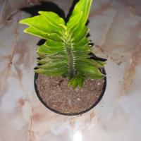 ราคา ต้น ว่านตีนตะขาบ หรือบันใดเศษฐี (3627684235)