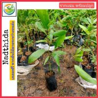 ราคา กระถินเทพา 35-40ซม. ต้นกระถินเทพา กระถินนรง (6534118505)