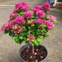 ราคา 1 ต้นเฟื่องฟ้า พันธุ์แคระ เฟื่องฟ้า (Bougainvillea) ลำต้นสูง 20 ซม จัดส่งพร้อมกระถาง 6 นิ้ว (7665901441)