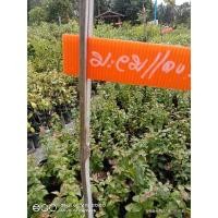 ราคา ต้นมะยมแดงกิ่งตอนปลูกง่าย (12830260879)