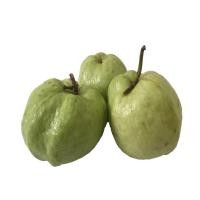 ราคา ฝรั่งกิมจู 1กิโลกรัม - ฝรั่งสดสะอาด ผักผลไม้สดใหม่ (26038879024)