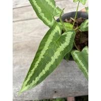 ราคา ว่านกวักพระพรหม ลุ้นด่าง(Schismatoglottis) (12427824198)