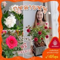 ราคา ต้นกุหลาบหนูแคระฮอนแลนด์ ฟอร์มพุ่มสวย พร้อมส่ง (25988492779)