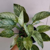 ราคา Philodendron Birkin Variegata ฟิโลเบอร์กิ้นด่าง (23074674257)