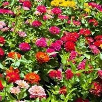 ราคา Zinnia Seeds เมล็ดพันธุ์ดอกไม้ เมล็ดพันธุ์ดอกเบญจมาศ Zinnia Seeds เจ็ดสี เมล็ดดอกเบญจมาศ Zinnia Seeds (25733427228)