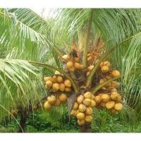 ราคา ต้น หน่อ มะพร้าว มะพร้าวน้ำหอม สีทอง น้ำหวานผลดก สีสวย พันธุ์หายาก พันธุ์เตี้ย 2ปีติดผล สูงไม่เกิน 2 เมตร (14642003545)