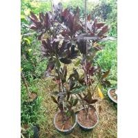 ราคา ต้นตีนเป็ดดำ/ขนาด1.2เมตร (13280109464)