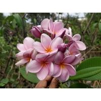 ราคา ต้นลีลาวดีสีม่วง ม่วงฟ้าประทาน (24768535633)