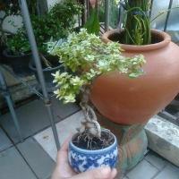 ราคา เพรมน่าไต้หวัน บอนไซแคระ (27536432060)