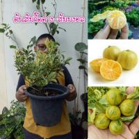 ราคา #ต้นส้มจี๊ดด่างหรือส้มจี๊ดมงคล (5164230163)